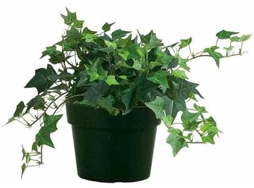 DECOALIVE Planta Purificadora del Aire Hiedra de Interior Natural, 8435712000642