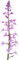 Fangblatt - Stenoglottis longifolia - seltene Orchidee mit pinke Blüten - Ideal für helle bis halbschattige Fenster - exotische Pflanze