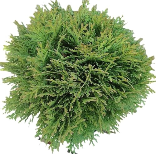 Thuja occidentalis Danica Kugel Lebensbaum immergrün 20-25 cm