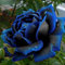 Haloppe 50 Stücke Blau-Schwarze Rose Blumen Pflanzen Samen für Hausgarten Pflanzen, Blau-Schwarze Rose Blumensamen Hausgarten Mehrjährige Bonsai Pflanze Dekor Rosensamen