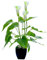 ZHDOKA 13,8 Zoll Künstliche Calla-Lilien Im Topf, Künstliche Kleine Calla-Lilien aus Kunststoff, Topfpflanze mit Topf, Künstliche Anthurium-Bonsai für Zuhause, Büro, Innen- und(Weiß)