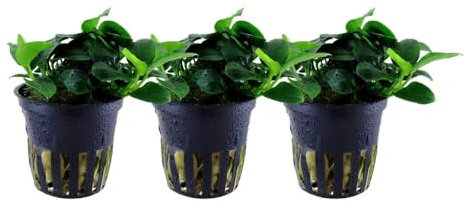 AquaOne Aquarium Pflanze 3 Stück Anubias 'Petite' I Wasserpflanze Aquariumpflanze Stängelpflanze voll durchwurzelt einfach pflegeleicht Aquascaping Dekoration