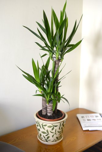 Planta de interior - Planta para la casa o la oficina - Yucca elephantipes - Yuca sin espinas - 1 metro