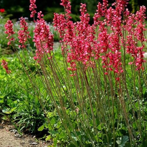 6 x Heuchera Brizoides 'Pluie De Feu' - Purpurglöckchen Pluie de Feu Topf 9x9cm