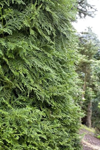 Thujopsis dolabrata 100–125 cm – Winterhart, Immergrün, Pflegeleicht – Hiba-Lebensbaum – Heckenpflanze für Garten & Sichtschutz
