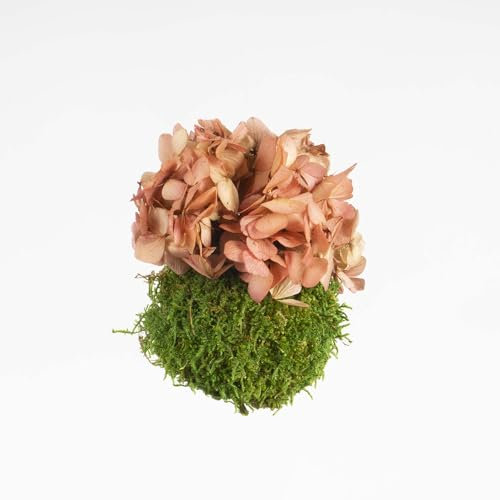 Mini Kokedama Stabilizzata Made in Italy – Sfera di Muschio Naturale Ø 10‑15 cm, Pianta Vera Decorativa Senza Cura in Verde Stabilizzato – Ideale come Arredo e Regalo per la Casa
(Ortensia)