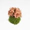 Mini Kokedama Stabilizzata Made in Italy – Sfera di Muschio Naturale Ø 10‑15 cm, Pianta Vera Decorativa Senza Cura in Verde Stabilizzato – Ideale come Arredo e Regalo per la Casa  (Ortensia)