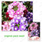 60 Samen/Pack, Schöne Verbena hybrida Samen, vergossen Bonsai Verbene Pflanzensamen