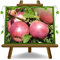 pommier FUJI Plante fruitière vieux sur un pot de 26 - max 200 cm - 4 ans