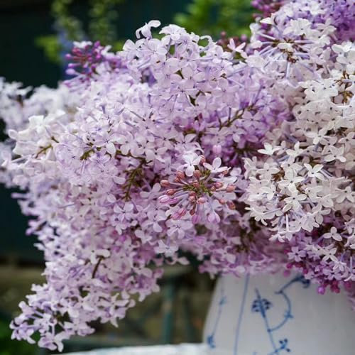 30 pcs nelken samen bienenweide saatgut blumensamen geschenk flieder samen gartenpflanzen winterhart bäume garten winterhart dekopflanzen baum samen blumensamen winterfeste pflanzen