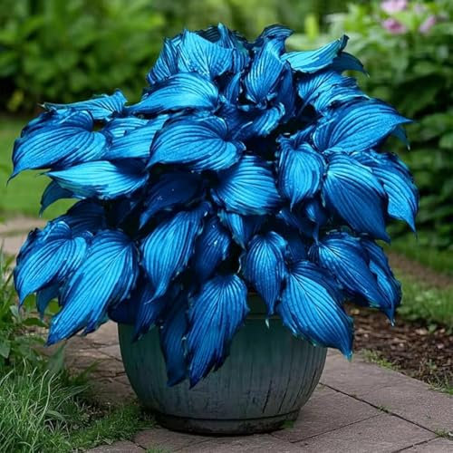 Bulbi di Hosta Perenni e Brillanti, Sfusi, Piantagione Professionale per Esposizioni da Giardino Spettacolari-10 bulbi-A
