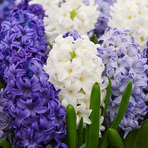Hyacinth Bulbs Hardy Indoor Plant, Rhapsody in Blue Mixture with Blue, Purple and White Flowers, Supplied as 8 x Hyacinth Rhapsody in Blue Mixture Bulbs by Thompson & Morgan
