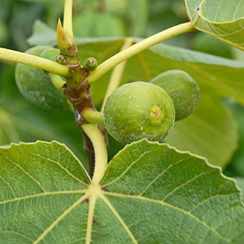 Green Fig Common Fig Tree Patio Fruit Trees Plant Hardy Shrub Plants for The Outdoor Garden Pots Delicious Firm Fruit Green Fig Fruits Ficus Carica in 1 x 9cm Pot by Thompson and Morgan (1)