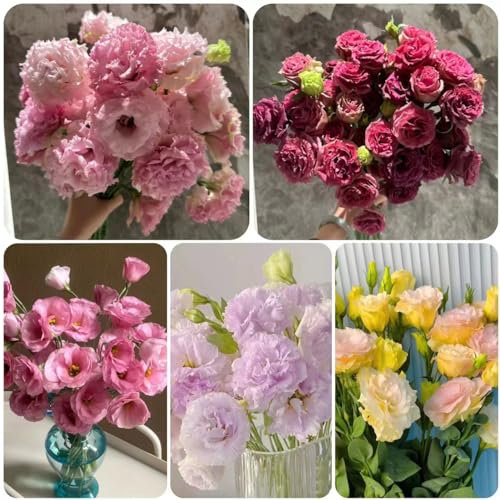 200 pcs eustoma samen - gewächshaus balkon Eustoma grandiflorum,lisianthus blumensamen gastgeschenk blumenwiese samen dachbegrünung dekoration saat winterharte pflanzen