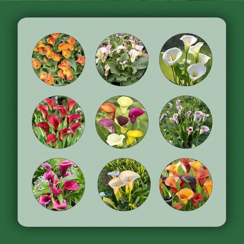 16 pcs zwiebeln calla pflanzen winterharte - nachhaltigkeit geschenke luftreinigende zimmerpflanzen Calla Lilien,Zantedeschia aethiopica, frühblüher zwiebeln balkon pflanze winterlinge