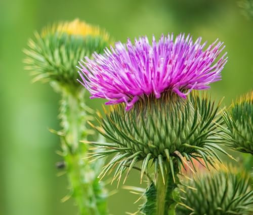 Gewöhnliche Eselsdistel (Onopordum acanthium) Samen. Krebsdistel, Wolldistel (250 Samen = 2,0g)