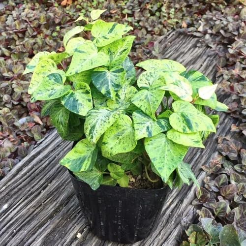 Efeu Schnellwachsend, exotische geschenke für gartenfreunde rankpflanze wandpflanzen balkonpflanzen winterhart mehrjährig hängepflanze 500Samen