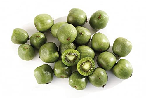 Kiwibeeren Pflanze, Kiwi Samen, Kiwibeere - Actinidia Chinensis - Säulenobst Bonsai, Baumschutz Winter Gewächshaus Balkon, Winterhart Bio Saatgut, Seltene Samen Ingarden - 200 Stück