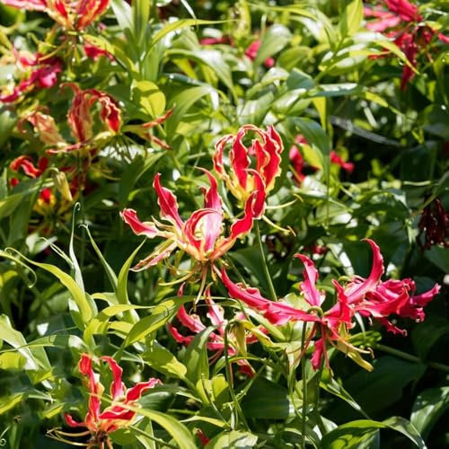 6 piezas Lirios de fuego - plantas de bulbo Plantas resistentes al invierno para el jardín, plantas perennes resistentes. gloriosa superba Decoración de balcones plantas resistentes