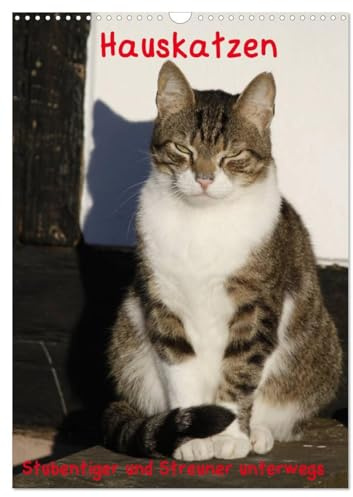 Hauskatzen (Wandkalender 2026 DIN A3 hoch), CALVENDO Monatskalender: Stubentiger und Streuner unterwegs (CALVENDO Tiere)