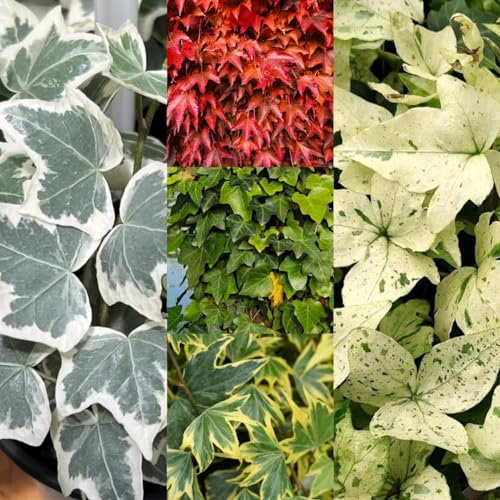 100 pcs Efeu Samen Mehrjährig Winterharte Pflanzen Für Balkon Efeu Samen Indoor - Hedera nepalensis - Extrem Winterharte Kübelpflanzen Luftreinigende Zimmerpflanzen Balkonpflanzen