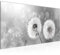 Runa Art Wandbild Pusteblume 1 Teilig 100 x 40 cm Modern Bild auf Vlies Leinwand Natur Wohnzimmer Schlafzimmer Schwarz Weiss 023612c
