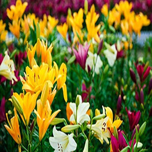 Bulbes de Lys Oriental Vivaces - Plantes en Pot ou Jardin Description Fleurs (4, mixte)