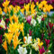 Bulbes de Lys Oriental Vivaces - Plantes en Pot ou Jardin Description Fleurs (4, mixte)