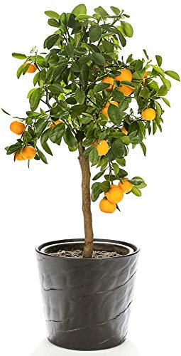 Scented Evergreen Orange Tree Citrus Fruit Houseplant Grow Your Own, Patio Plant for Home, Office & Conservatory 9cm Pot x2 by Thompson & Morgan (2)