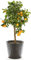 Scented Evergreen Orange Tree Citrus Fruit Houseplant Grow Your Own, Patio Plant for Home, Office & Conservatory 9cm Pot x2 by Thompson & Morgan (2)