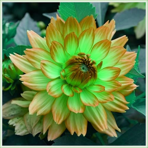 Dahlien knollen winterhart - Dahlien zwiebeln winterhart - Dahlien knollen kaufen-blühen im Sommer-8knollen-I