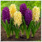 Hyazinthen Zwiebeln, Hoher Zierwert Zwiebeln, Hyazinthen Pflanzen, Exklusive Blumenzwiebeln, MehrjäHrig, Hyazinthen Rhizome, Beste Sorte, Winterhart, Plant Live, 5Zwiebeln-A