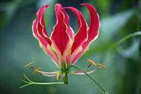 Aamish 15 Stück Gloriosa Lilie Pflanze