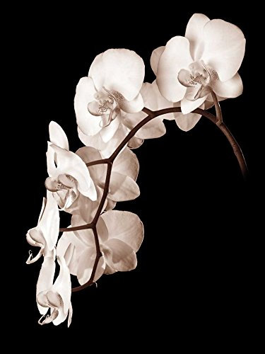 Canevas avec boîte américaine Orchid Dance II Rehner John – Impression d'art floral vertical noir et blanc pour photographie d'orchidées florales Cadre flottant 83 x 61 cm