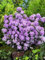 Rhododendron impeditum 'Ramapo' 20-25 cm - Zwerg-Rhododendron, lila Blüten, Blütezeit April-Mai, ideal für Kübel, winterhart und pflegeleicht