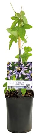 Passionsblume - Passiflora Damsels Delight - Blüte Lila mit Weiß - Wenig Pflege - 2 Pflanzen - 30-40cm - Ø10cm - Gartenpflanze