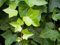 Edera comune Hedera helix 3 piante rampicanti sempreverdi in vaso 8x8 cm con canna 60 cm Vivaio di Castelletto