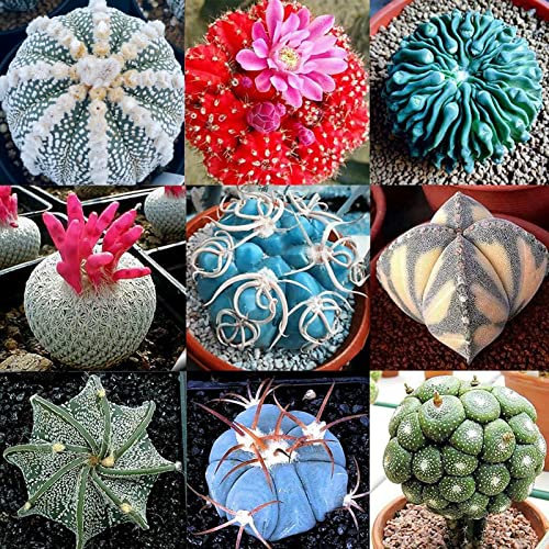 Rotyroya 100 unids/bolsa semillas de Cactus Mini semillas de bonsái decorativas ligeras fáciles de cultivar para jardín de invernadero Semillas de cactus