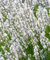 Nouveau frais 100 pcs graines de fleurs de lavande blanche