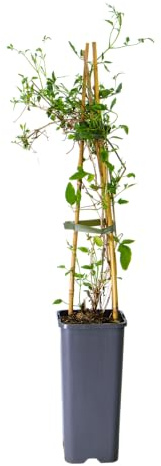 mgc24 Kletterpflanze Clematis tangutica Gold-Waldrebe im 2l-Container 3 Pflanzen
