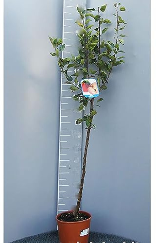 SAVINI VIVAI Pianta di Melo Starking Rosso Piante da Frutto Albero di Mela in Vaso 22-24 cm 2-3 Anni Altezza 130-150 cm Made in Italy