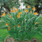 Strelitzia reginae Paradiesvogelblume – 80‑100 cm hoch, 2‑3 Pflanzen je Topf, 5‑6 Jahre alt, exotische Zimmer‑ & Balkonpflanze, luftreinigend, pflegeleicht, dauerhaft kräftige Blüte, Geschenkidee