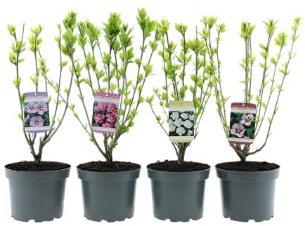 GARDENZO Hibiscus syriacus (Garten-Eibisch), Winterharter Blütenstrauch, 50–70 cm, C3 Topf (19 cm), Blütezeit Juli–September (4, Mix)