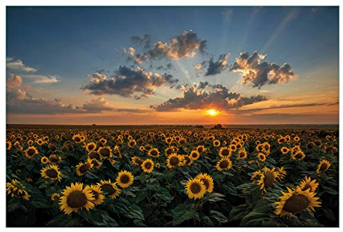 Wallario Küchenrückwand selbstklebend 90 x 60 cm, Motiv: Sonnenblumenwiese vor Wolken mit Sonnenuntergang | Spritzschutz abwischbar & pflegeleicht