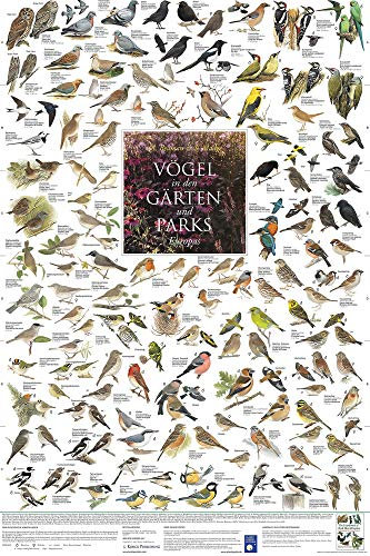 Close Up Vögel aus den Gärten und Parks Europas Poster laminiert (60cm x 90cm) + Original tesa Powerstrips® (1 Pack/20 STK.)