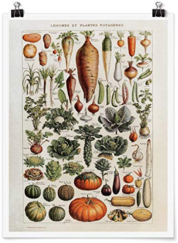 Bilderwelten Poster - Vintage Lehrtafel Gemüse - Hochformat 4:3 Matt 40 x 30cm