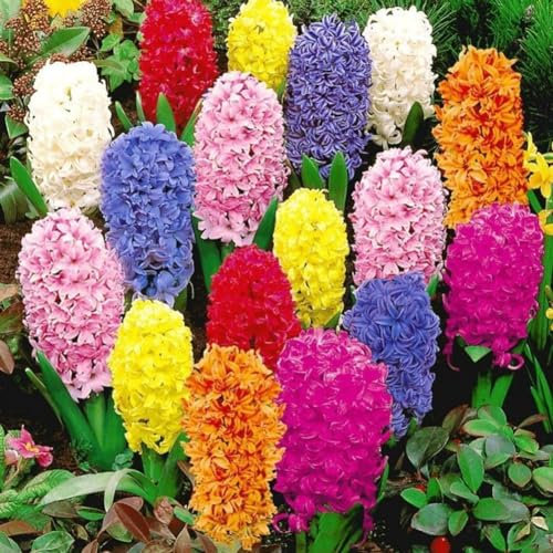 PERZOE 300 unids/lote semillas de jacinto de colores mezclados, decoración de semillas de flores de plantas de jardín de casa