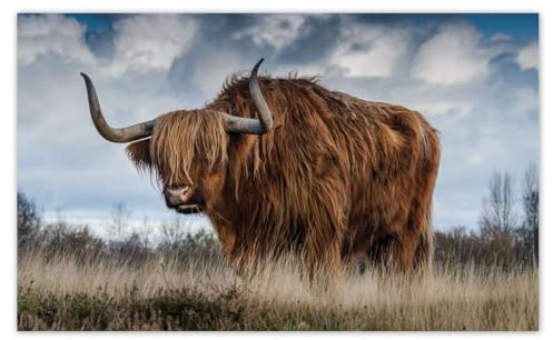 H10032M_TV5BC Papier peint non-tissé Motif bovins écossais 520 x 318 cm