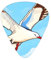 Flying Seagulls Gitarrenplektren mit Aufbewahrungskoffer, 0,46/0,71/0,96 mm, inkl. dünnen, mitteldicken Gitarrenplektren für E-Gitarren, Bass, Ukulele, 12 Stück