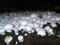 Samen Keimung: 10G Seeds Spores Champignon Weiß Knopf-Pilz-Pilz-Myzel Kit